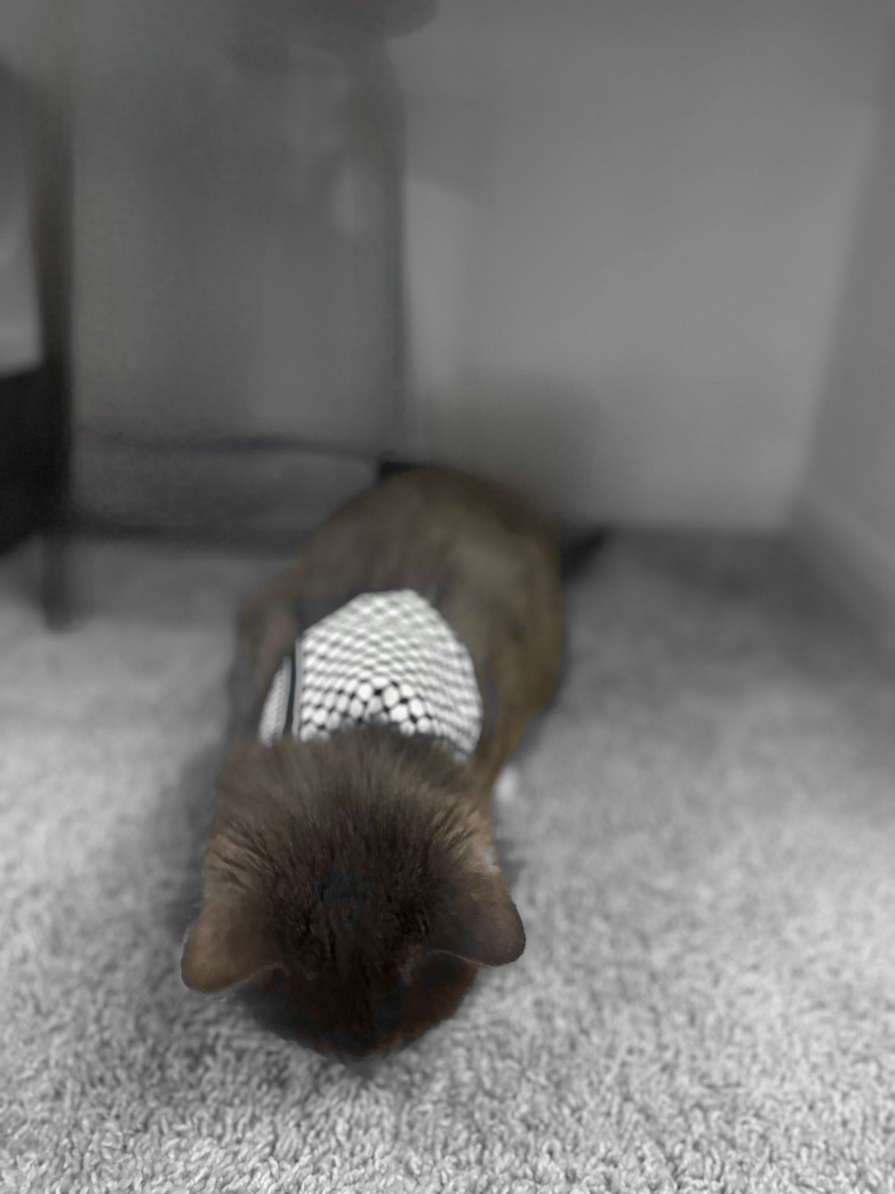 Keffiyeh Printed Pet Scarf - Adjustable Cat Bandana with Secure Clip